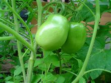 夏野菜