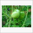 夏野菜