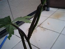 蓼食う虫も好き好き? 蓼食う虫も好き好き?