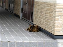 暑いニャあ