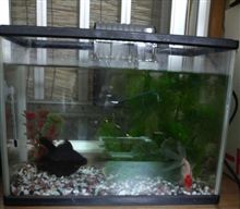 金魚ってむずかしぃ～…のか？