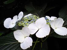 ハンター健康法その３「呼吸」