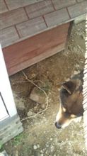 家屋倒壊寸前？