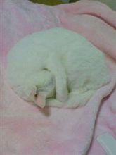 シロの動画 シロの動画