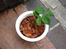バラの挿し木 バラの挿し木