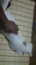 清涼グッツ