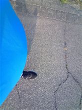 やっぱり地球は…
