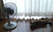 もう～へニャへニャ～！