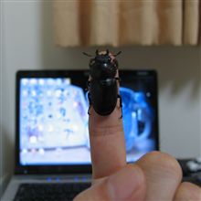 織姫様あらわる