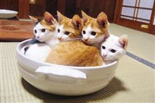 にーにーはいいなぁ…