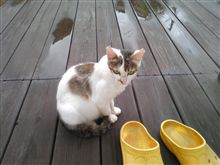 ノラ猫