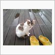 ノラ猫