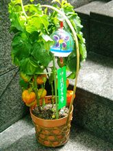 こんなん届きますたぁ♪ ヾ(&#180;ー｀* )ノｳﾚｼｲｼﾞｬ～ﾝ