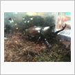 カブトムシ、成虫になりはじめました＾＾