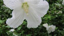 芙蓉