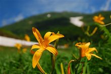 高山植物と滝を見に… 高山植物と滝を見に…