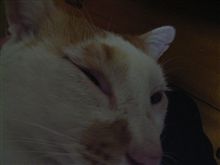 やっぱり駄目だ…