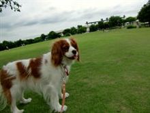 デラヒーバカップ2010７／８（FC2より）