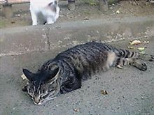 ただいも～(￣▽￣;