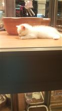 わぁおぉ!!