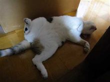 猫4号とナンバープレート