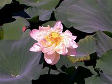 ちょっとご無沙汰してました