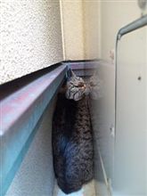 お前は猫失格じゃ～～！