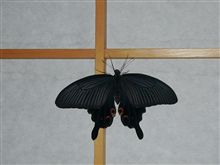 吉と出るか凶と出るか？