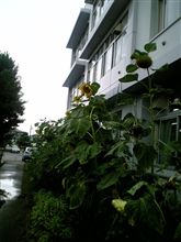 怪獣君は補習…２日目