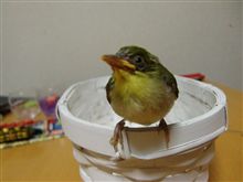 珍客