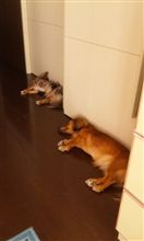 我が家で一番涼しい場所♪