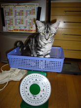 増量ちう♪