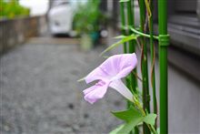 ～朝顔～ 