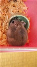 今日のチョコ 今日のチョコ