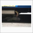2年ぶりの「轢いたワケじゃな ...