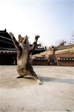 なにもしなかった。。。