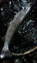 ８月ショッパナの釣行