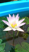 睡蓮の花