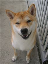 ちょっとモヒカン？　いつも一緒？