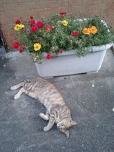 今朝の猫さん(^_^)
