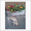 今朝の猫さん(^_^)