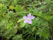 今年の山登り