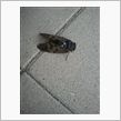 セミ採り