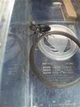睡眠時間厳しいですが　また捕まえました