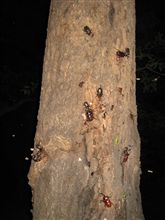 ｶﾌﾞﾄﾑｼ天国