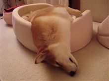 長文ブログが消えた… 長文ブログが消えた…