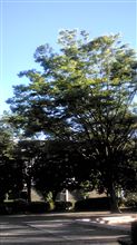夏休み企画その４、その５（ばこ