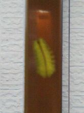 この毛虫は何？