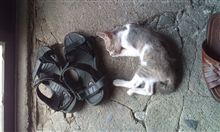 子猫にゃん