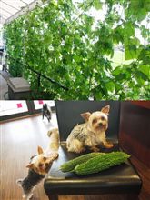 緑のカーテンで夏を乗り切る！